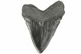 4.25" Fossil Megalodon Tooth - South Carolina - #168210-1